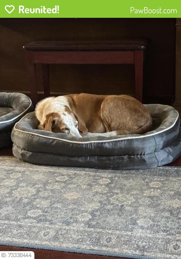 Reunited Female Dog last seen Crooked Rd, Hwy 20, Leon County, FL 32310