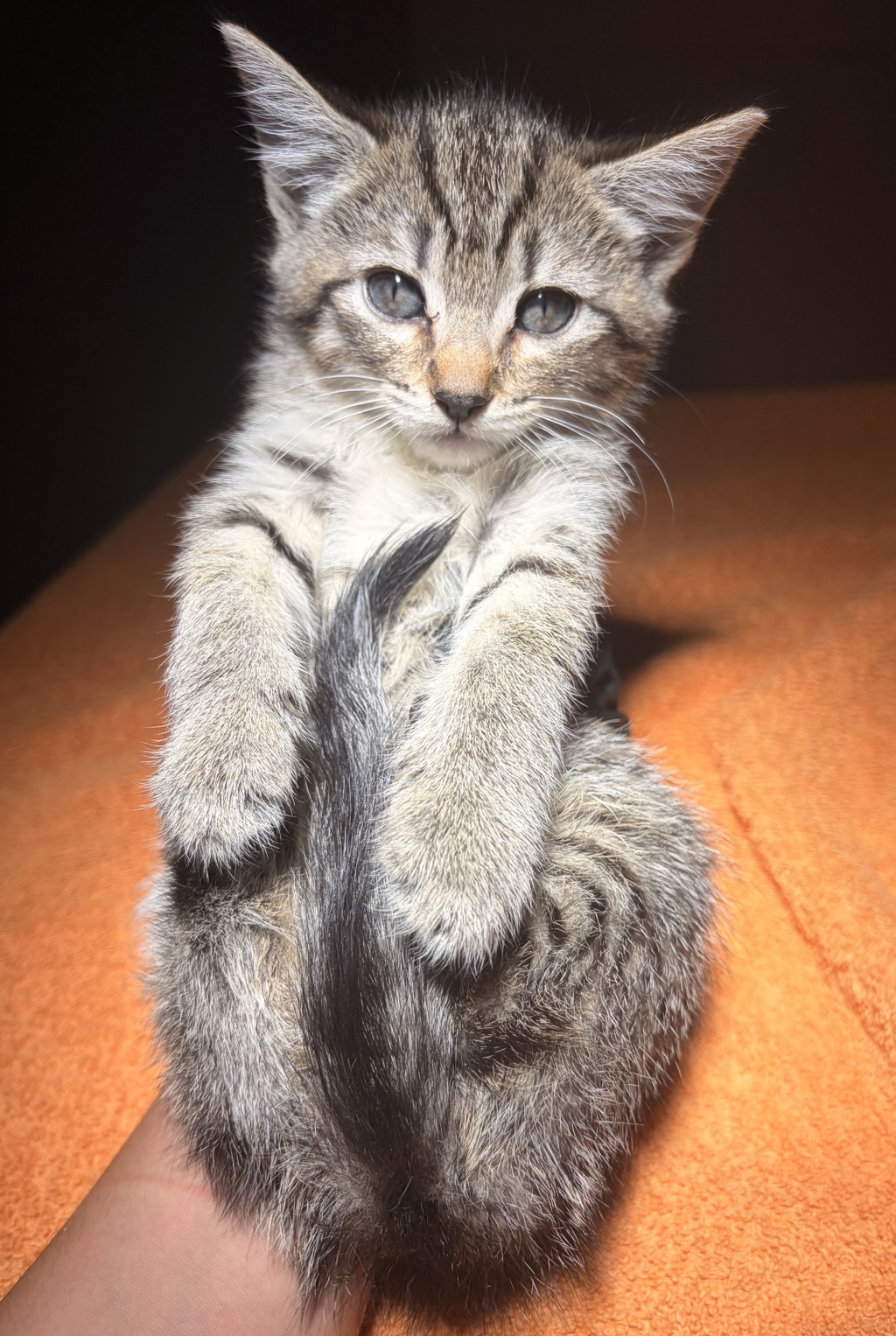 Shelter Stray Female Cat last seen Near 85th Ave Avenue, OAKLAND, CA, 94621, 8323 Baldwin St, Oakland, CA 94621, USA