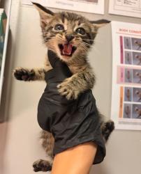 Shelter Stray Male Cat last seen Near 85th Ave Avenue, OAKLAND, CA, 94621, 8323 Baldwin St, Oakland, CA 94621, USA