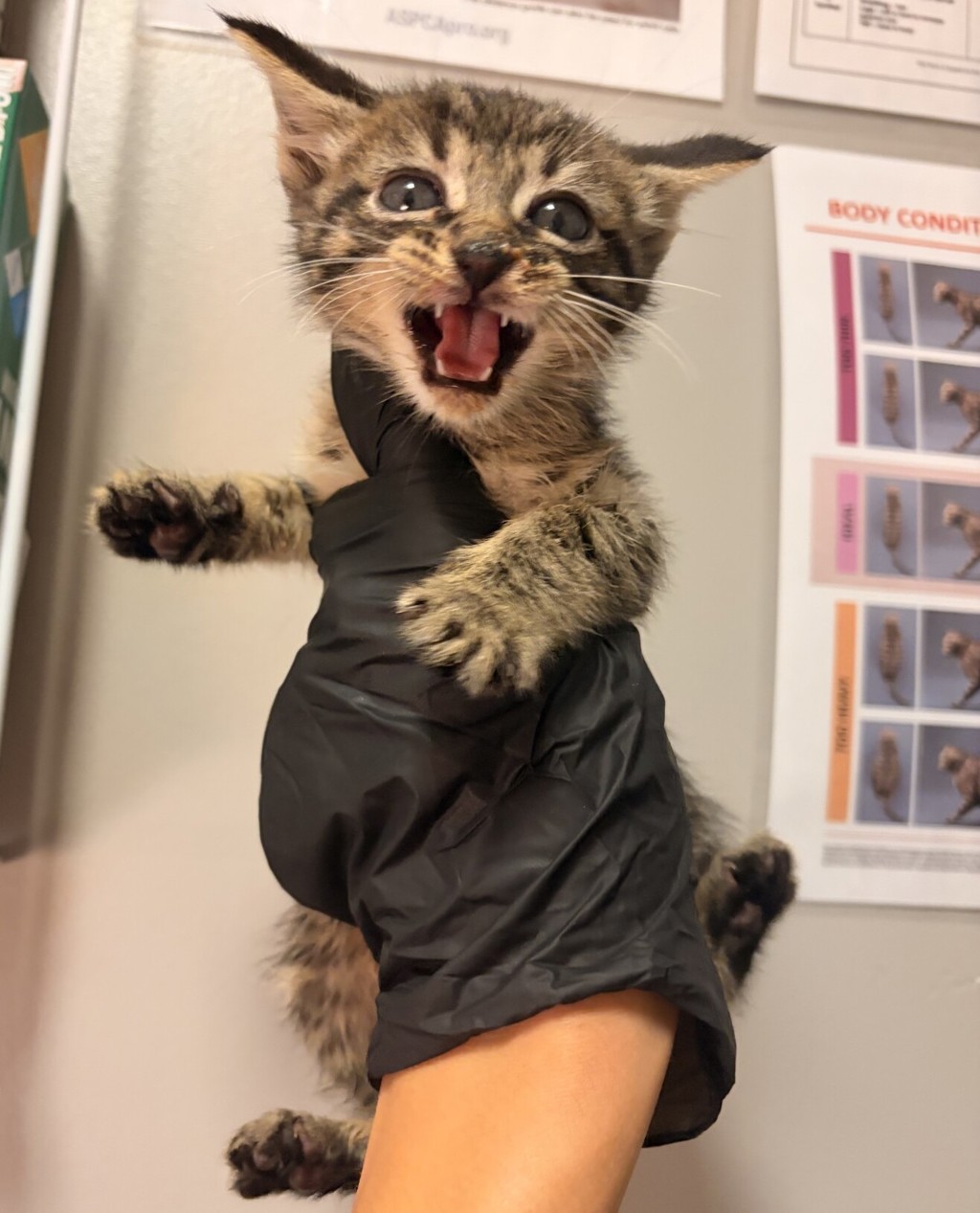Shelter Stray Male Cat last seen Near 85th Ave Avenue, OAKLAND, CA, 94621, 8323 Baldwin St, Oakland, CA 94621, USA