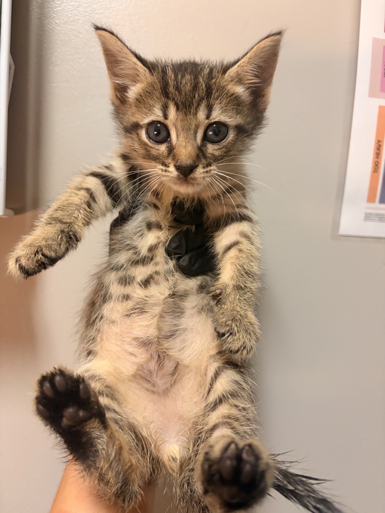 Shelter Stray Male Cat last seen Near 85th Ave Avenue, OAKLAND, CA, 94621, 8323 Baldwin St, Oakland, CA 94621, USA