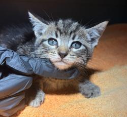 Shelter Stray Male Cat last seen Near 85th Ave Avenue, OAKLAND, CA, 94621, 8323 Baldwin St, Oakland, CA 94621, USA