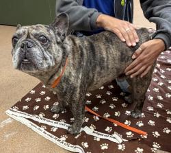 Shelter Stray Male Dog last seen Rovello Loop, LIVERMORE, CA, 94550, 8323 Baldwin St, Oakland, CA 94621, USA