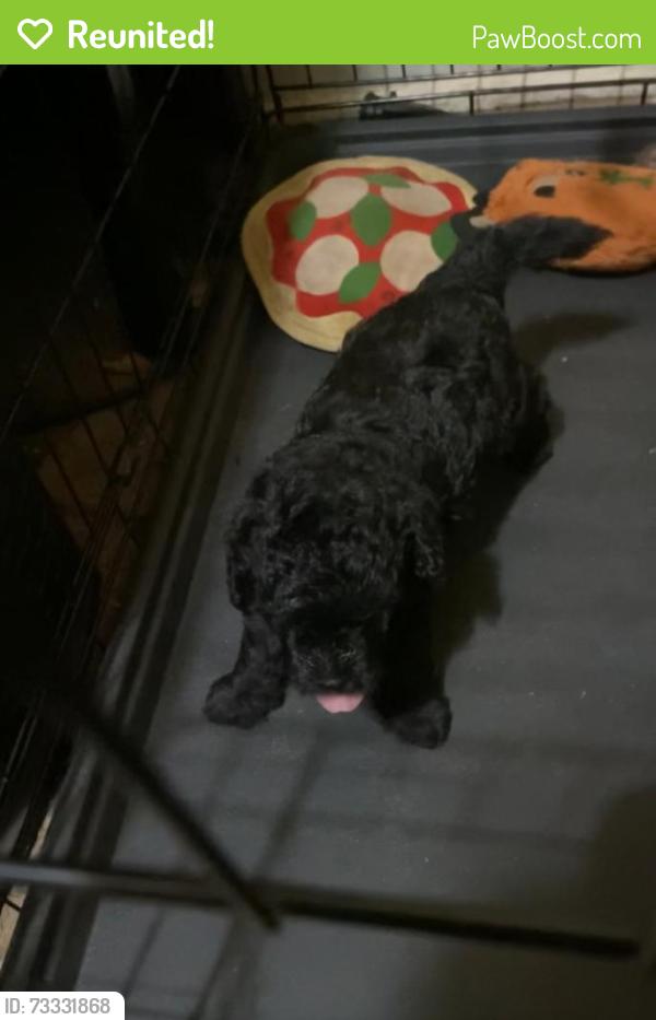Reunited Male Dog last seen Capps St, Durham, NC 27707, USA, Durham, NC 27707
