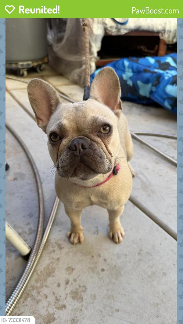 Reunited Female Dog last seen Inside Jackson Crossing residential area, Murrieta, CA 92563