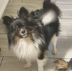 Reunited Male Dog last seen Reading pa, Reading, PA 19601