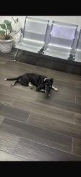 Reunited Female Dog last seen Aurora Ave and San marcial, El Paso, TX 79930