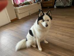 Reunited Female Dog last seen Fowler ave and central, Tampa, FL 33612