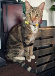 Reunited Female Cat last seen N Tyler St. N Polk St. W Gooding St. & W Mill St., Millstadt, IL 62260