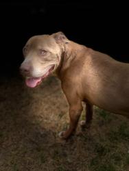 Reunited Male Dog last seen Woodlands Dr and Hemlock Dr, Killeen, TX 76549