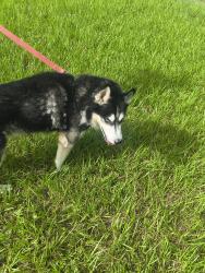 Found/Stray Male Dog last seen Hemlock Loop and hemlock rd., Silver Springs Shores, FL 34472