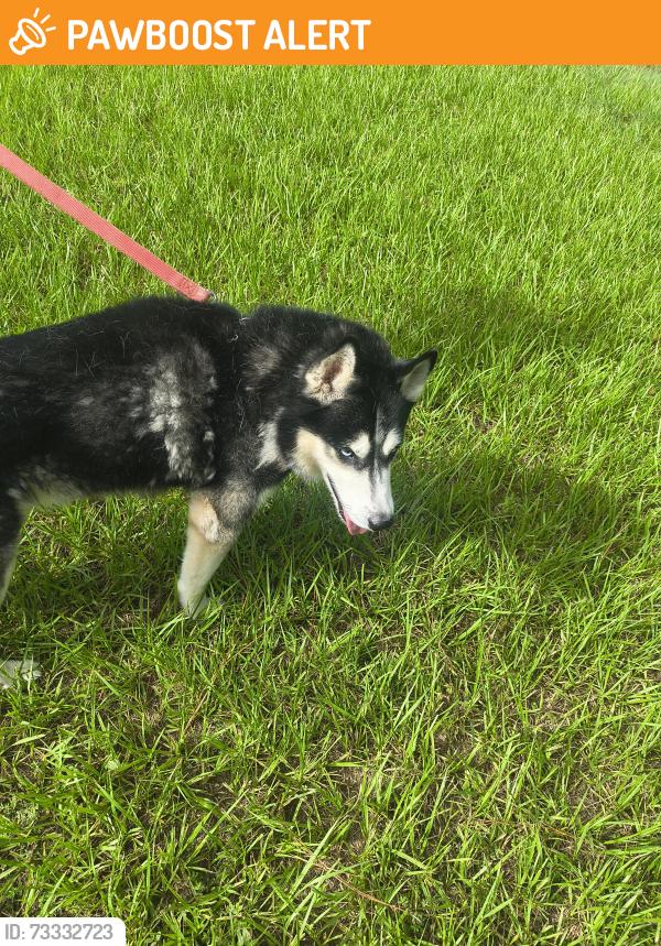 Found/Stray Male Dog last seen Hemlock Loop and hemlock rd., Silver Springs Shores, FL 34472