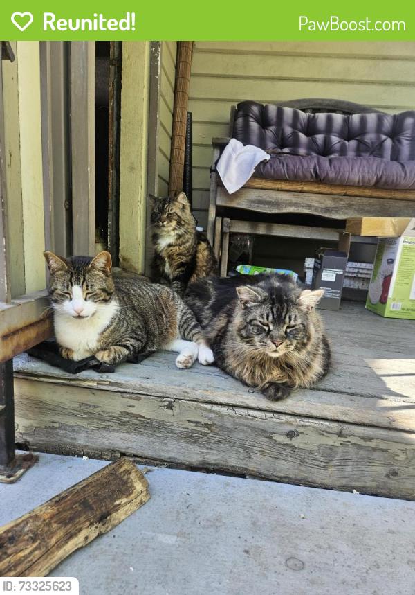 Reunited Male Cat last seen 12th/division, Portland, OR 97202