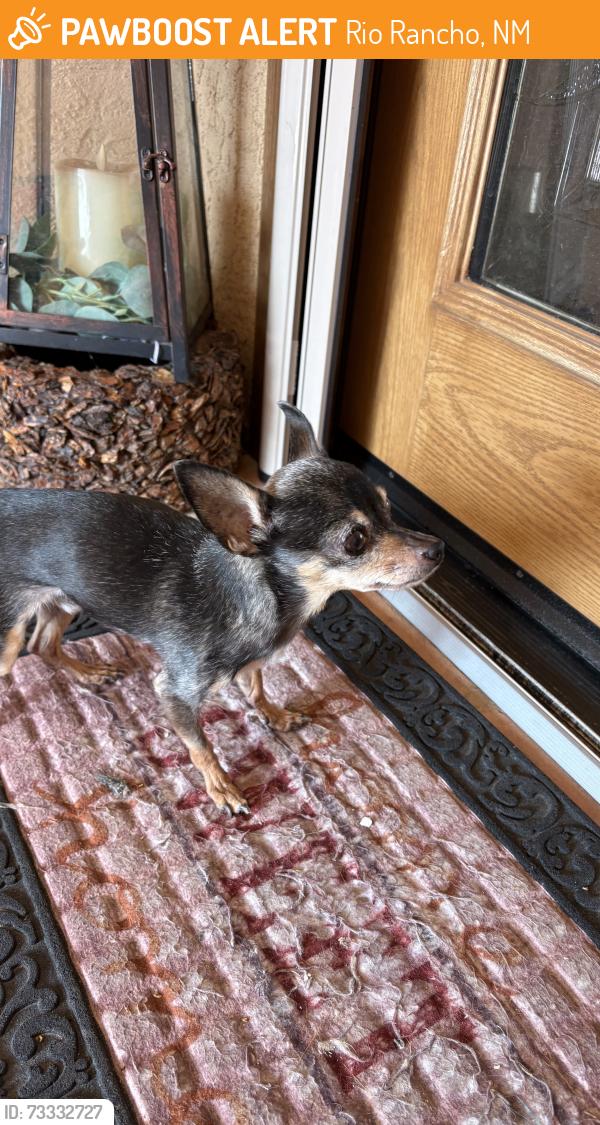 Found/Stray Unknown Dog last seen By the Walmart on Unser, Rio Rancho, NM 87124