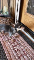 Found/Stray Unknown Dog last seen By the Walmart on Unser, Rio Rancho, NM 87124