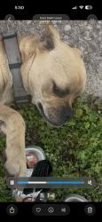 Lost Female Dog last seen Martin Luther king, East St. Louis, IL 62205