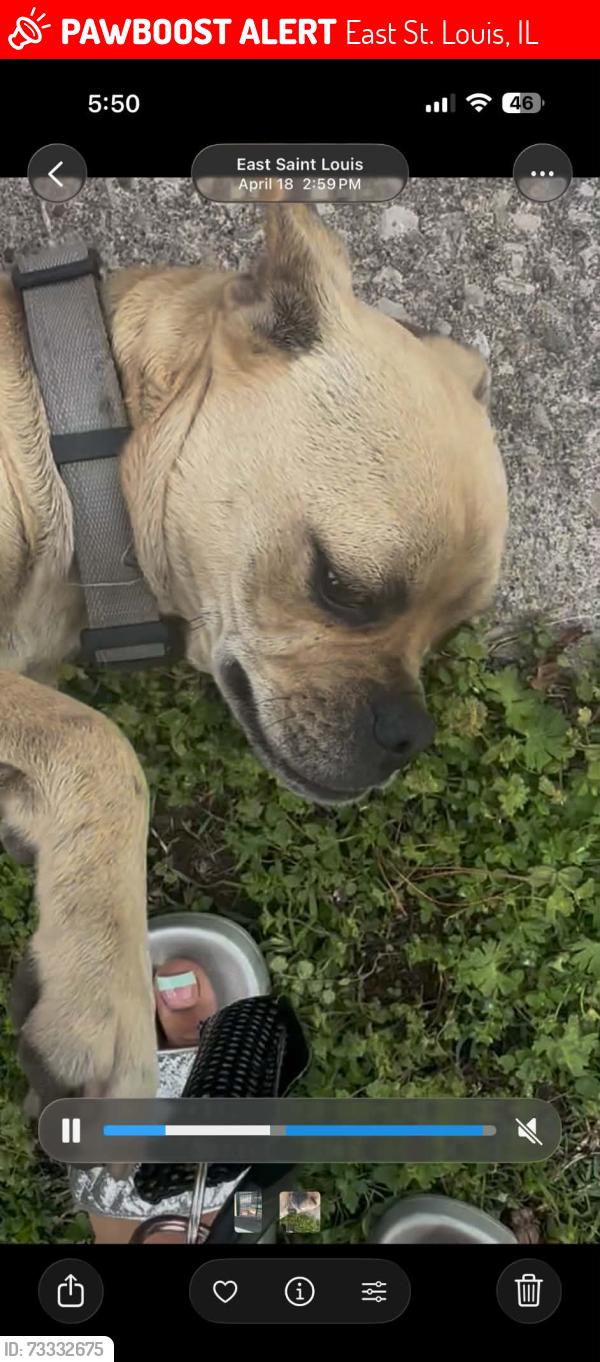 Lost Female Dog last seen Martin Luther king, East St. Louis, IL 62205