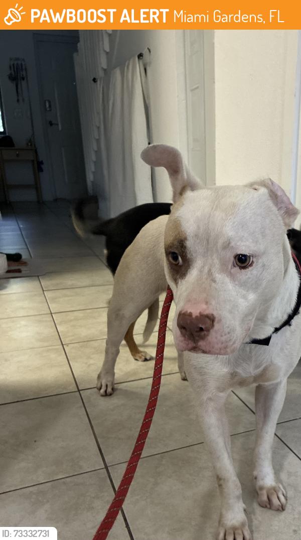 Found/Stray Female Dog last seen Found near the KFC on 441 and 202nd terrace, Miami Gardens, FL 33169