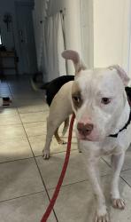 Found/Stray Female Dog last seen Found near the KFC on 441 and 202nd terrace, Miami Gardens, FL 33169