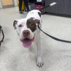 Shelter Stray Male Dog last seen , 8464 Beach Blvd, Jacksonville, FL 32216, USA