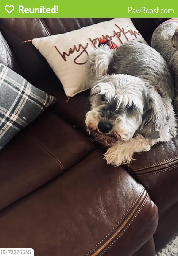 Reunited Female Dog last seen Near Oldenberg Ct, El Paso, TX 79938, USA, El Paso, TX 79938