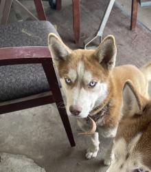 Lost Female Dog last seen Quail Valley Country Club, Missouri City, TX 77459