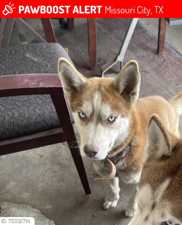 Lost Female Dog last seen Quail Valley Country Club, Missouri City, TX 77459
