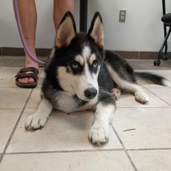 Shelter Stray Male Dog last seen , 4900 Milgen Rd, Columbus, GA 31907, USA