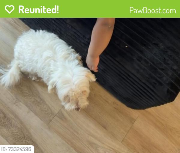 Reunited Female Dog last seen Near ave, Paterson, NJ 07505