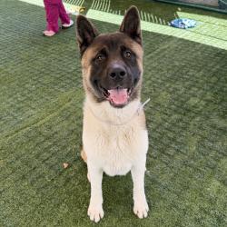 Shelter Stray Male Dog last seen , 361 S Raymond Ave, Pasadena, CA 91105, USA