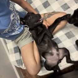 Shelter Stray Male Dog last seen , 2700 Walnut Pl, St. Louis, MO 63103, USA