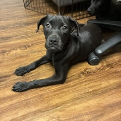 Shelter Stray Female Dog last seen , 2700 Walnut Pl, St. Louis, MO 63103, USA