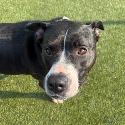 Shelter Stray Female Dog last seen , Animal Care & Control Team of Philly, 111 W Hunting Park Ave, Philadelphia, PA 19140, USA