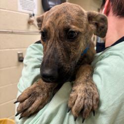 Shelter Stray Male Dog last seen , 2350 Appling City Cove, Memphis, TN 38133, USA