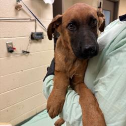 Shelter Stray Male Dog last seen , 2350 Appling City Cove, Memphis, TN 38133, USA