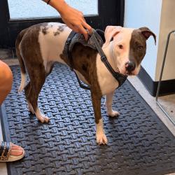 Shelter Stray Unknown Dog last seen , Animal Care & Control Team of Philly, 111 W Hunting Park Ave, Philadelphia, PA 19140, USA