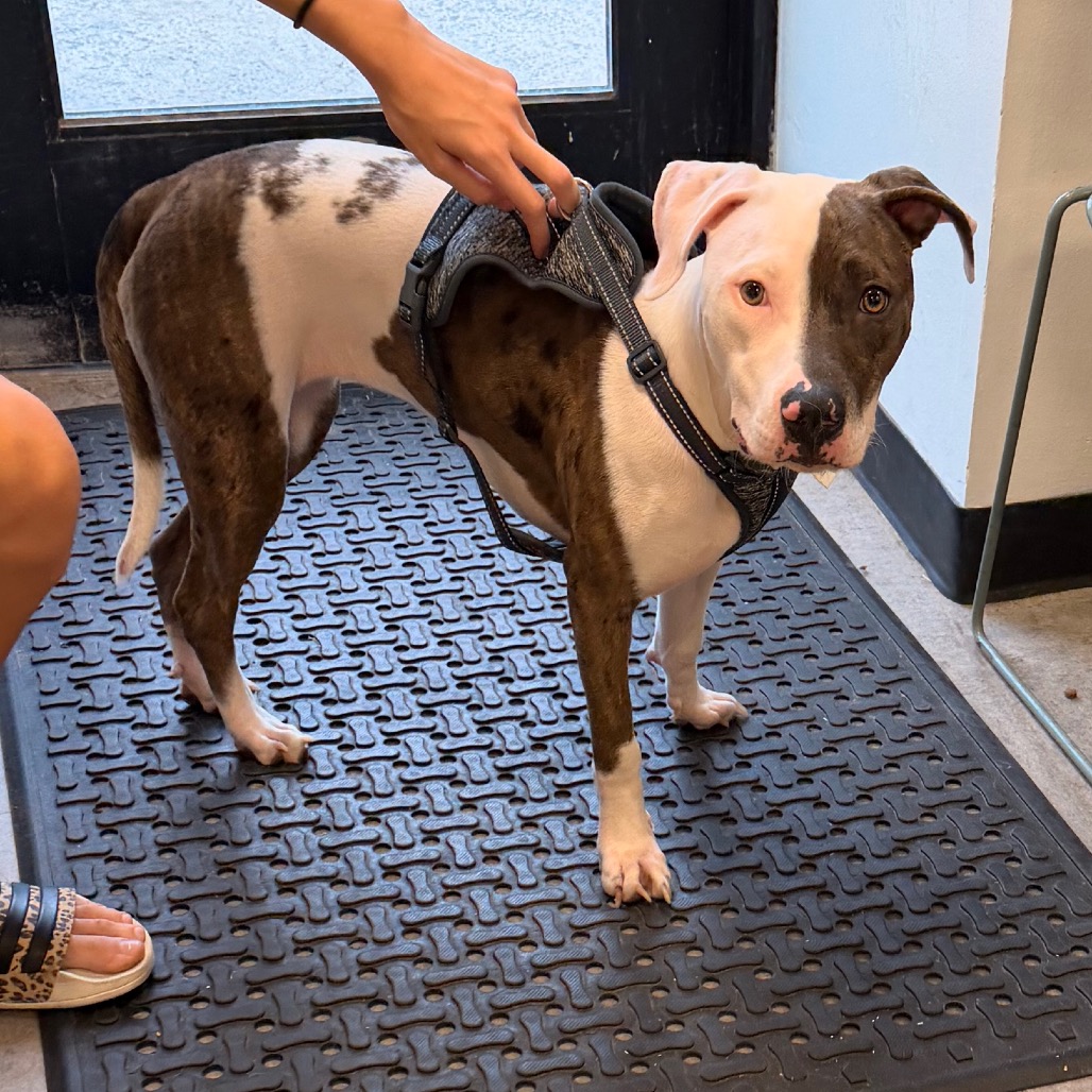 Shelter Stray Unknown Dog last seen , Animal Care & Control Team of Philly, 111 W Hunting Park Ave, Philadelphia, PA 19140, USA