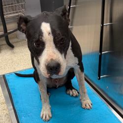 Shelter Stray Male Dog last seen , 2350 Appling City Cove, Memphis, TN 38133, USA