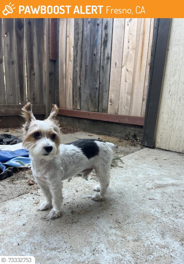 Found/Stray Male Dog last seen Shields and Palm, Fresno, CA 93704