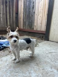 Found/Stray Male Dog last seen Shields and Palm, Fresno, CA 93704