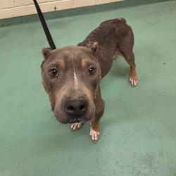 Shelter Stray Female Dog last seen , 2350 Appling City Cove, Memphis, TN 38133, USA