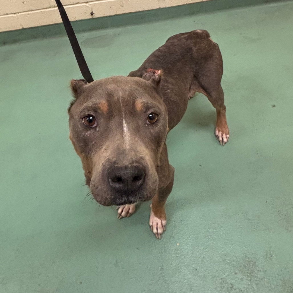 Shelter Stray Female Dog last seen , 2350 Appling City Cove, Memphis, TN 38133, USA