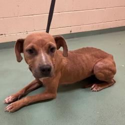 Shelter Stray Female Dog last seen , 2350 Appling City Cove, Memphis, TN 38133, USA