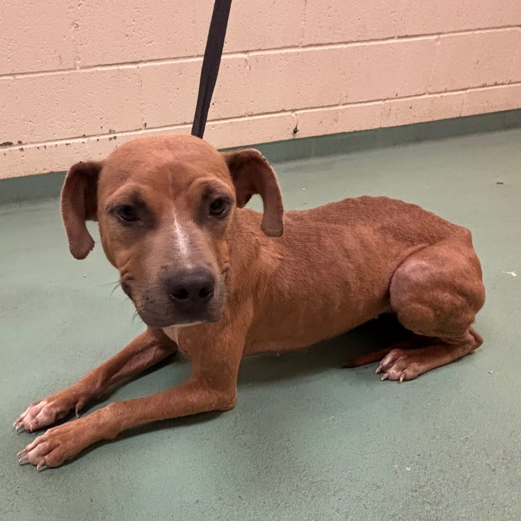 Shelter Stray Female Dog last seen , 2350 Appling City Cove, Memphis, TN 38133, USA