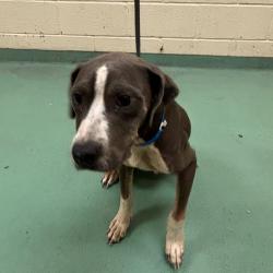Shelter Stray Male Dog last seen , 2350 Appling City Cove, Memphis, TN 38133, USA