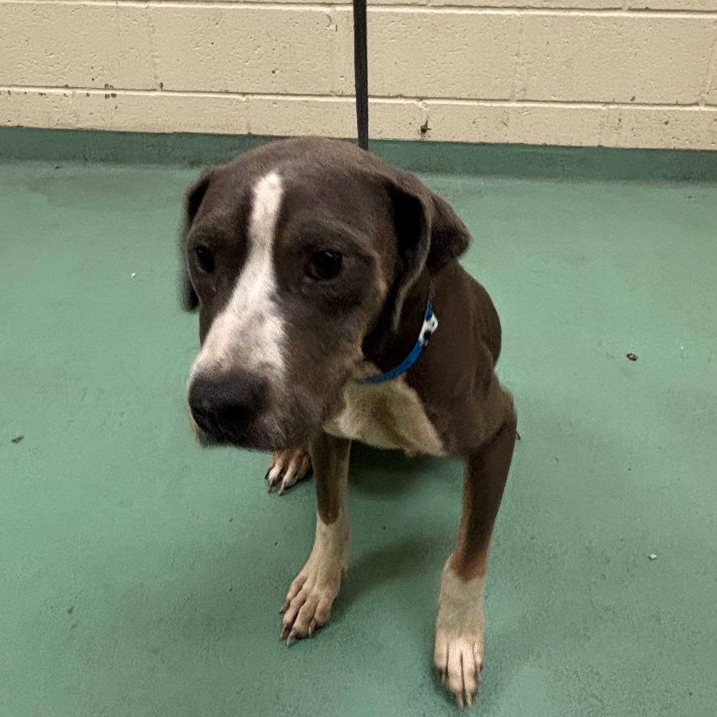 Shelter Stray Male Dog last seen , 2350 Appling City Cove, Memphis, TN 38133, USA