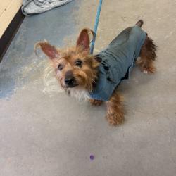 Shelter Stray Female Dog last seen , 2350 Appling City Cove, Memphis, TN 38133, USA