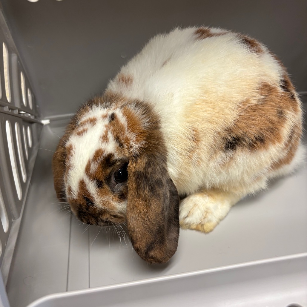 Shelter Stray Unknown Other last seen , 2350 Appling City Cove, Memphis, TN 38133, USA