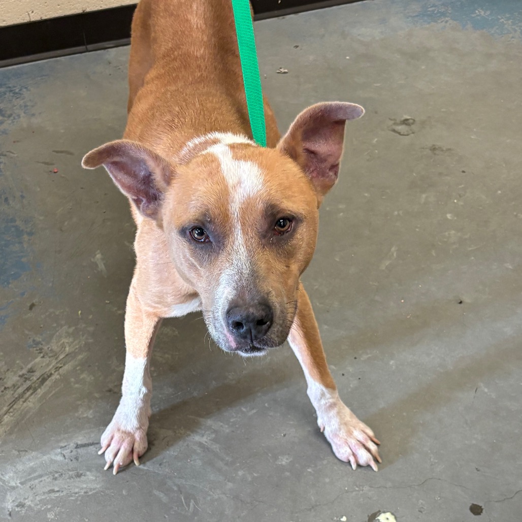 Shelter Stray Female Dog last seen , 2350 Appling City Cove, Memphis, TN 38133, USA