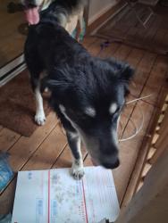 Found/Stray Male Dog last seen Shartlesville rd bernville pa, Bernville, PA 19506